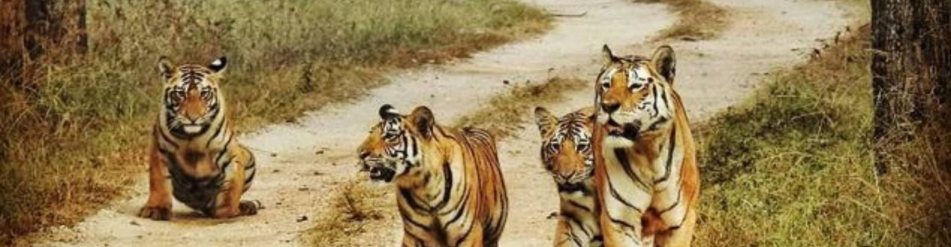 Jim Corbett Tour Package from Nainital