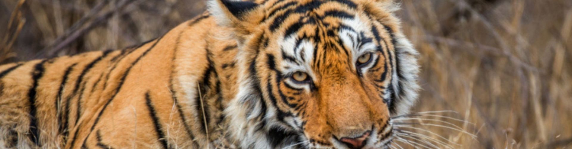 Kanha National Park Holiday Packages