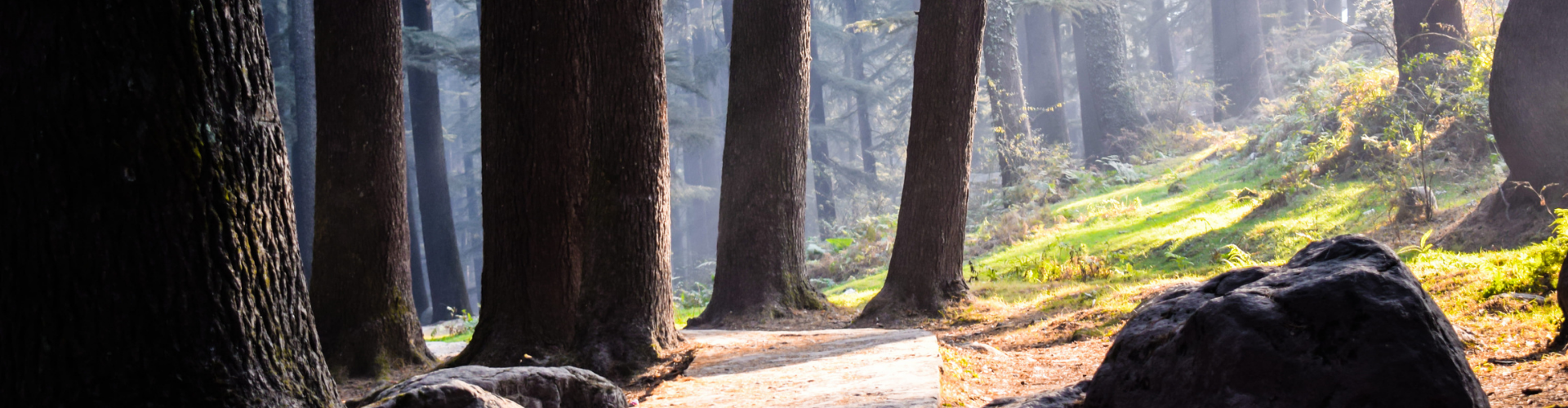 Paradisiacal Himachal family tour package For A Peaceful Trip