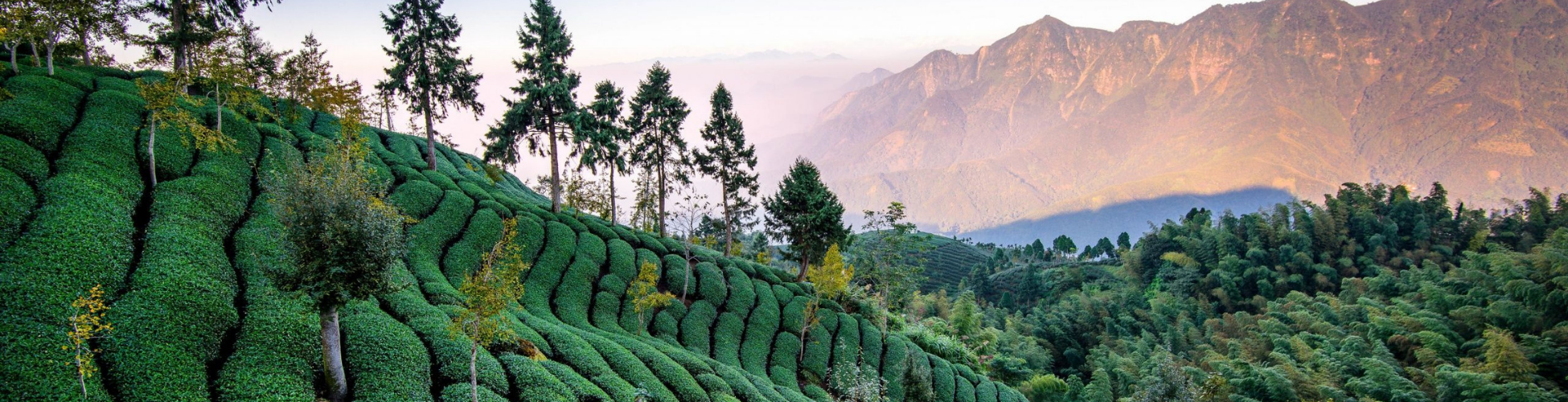 Gangtok & Darjeeling Honeymoon Package From Bangalore