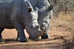 After 40 Years of extinction  White rhinos are back in Mozambique Get to see Photos