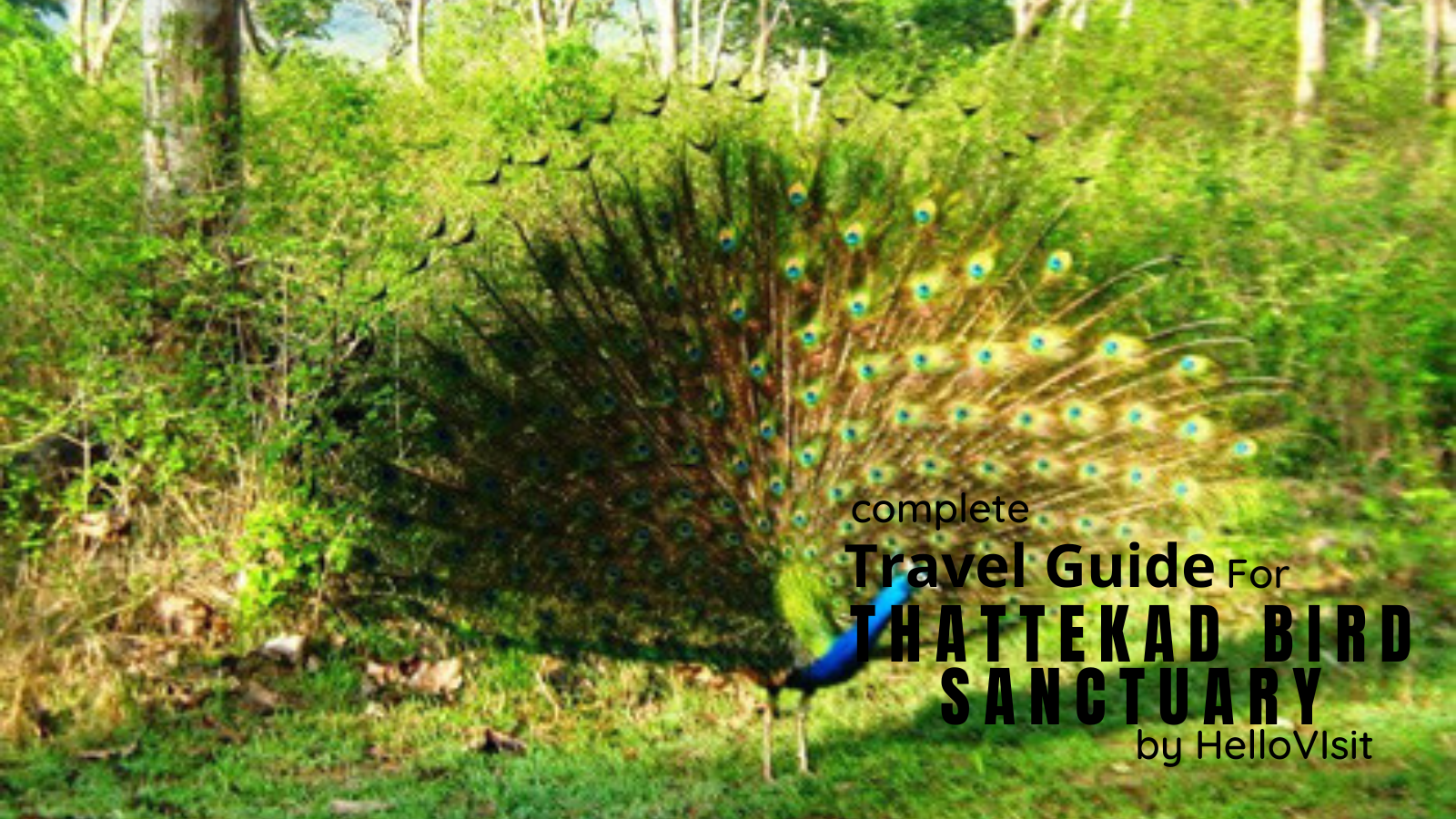 Thattekad Bird Sanctuary-Kerala Tour and Travel Guide