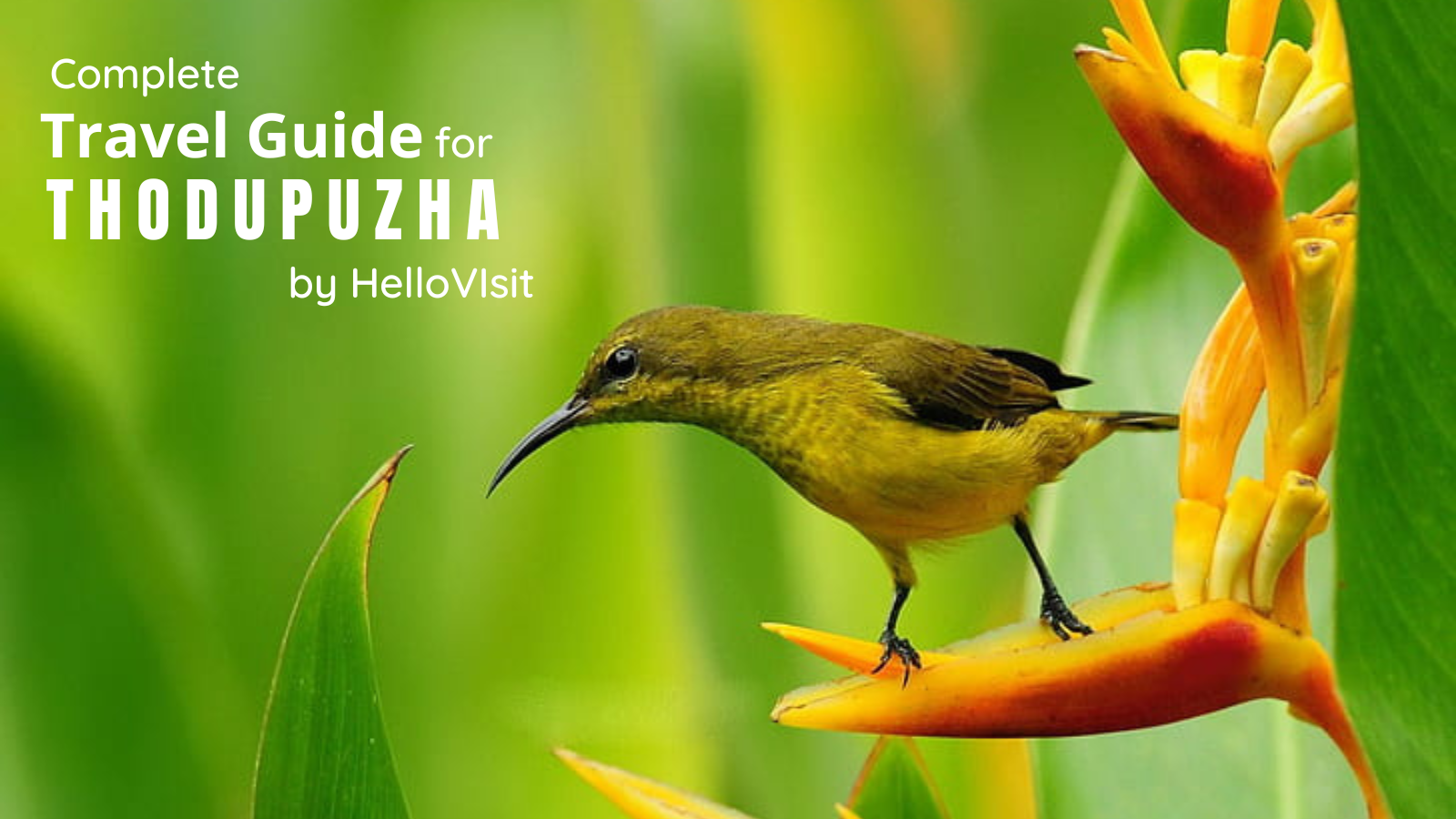 Thodupuzha-Kerala Tour and Travel Guide