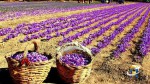 Saffron Festival and  Houseboat Festival in Kashmir start will be  in November Month