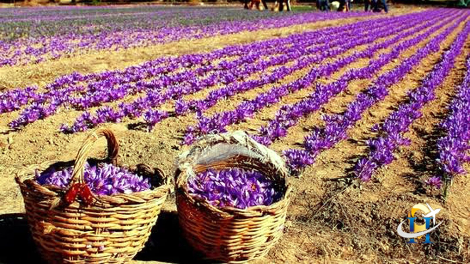 Saffron Festival and  Houseboat Festival in Kashmir start will be  in November Month