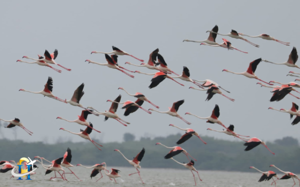 Will Jharkhand's Udhwa Bird Sanctuary be designated a Ramsar Site?
