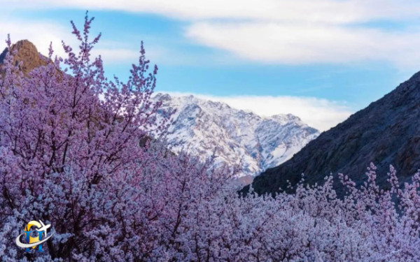 Ladakh Host  Apricot Blossom Festival in April Month
