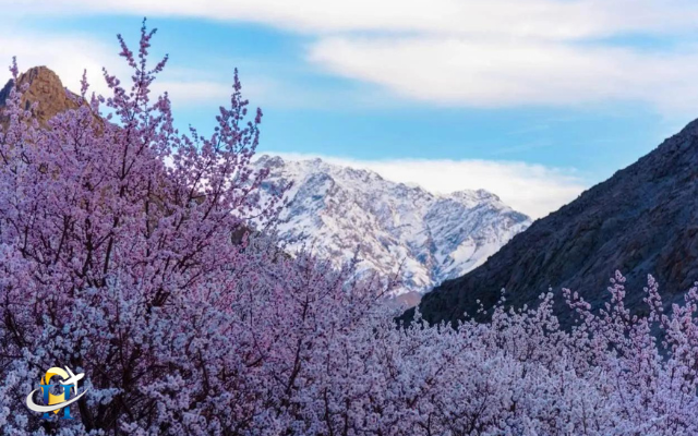 Ladakh Host  Apricot Blossom Festival in April Month