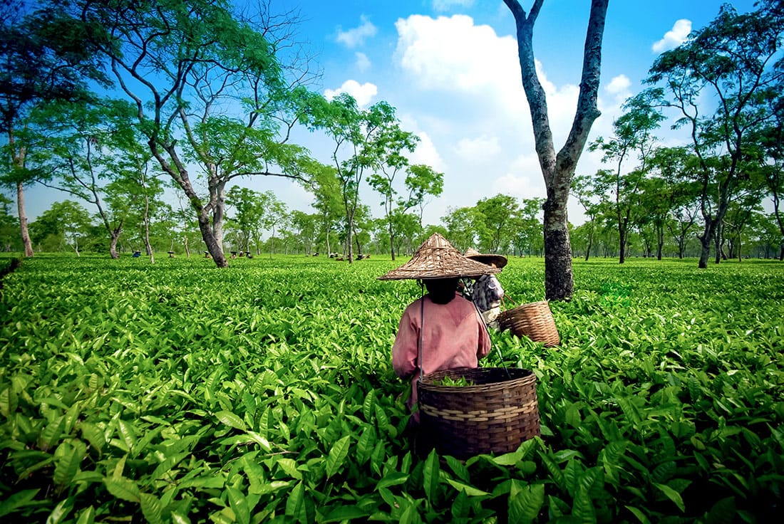 Assam Tour Packages with Travel Guide - HelloVisit