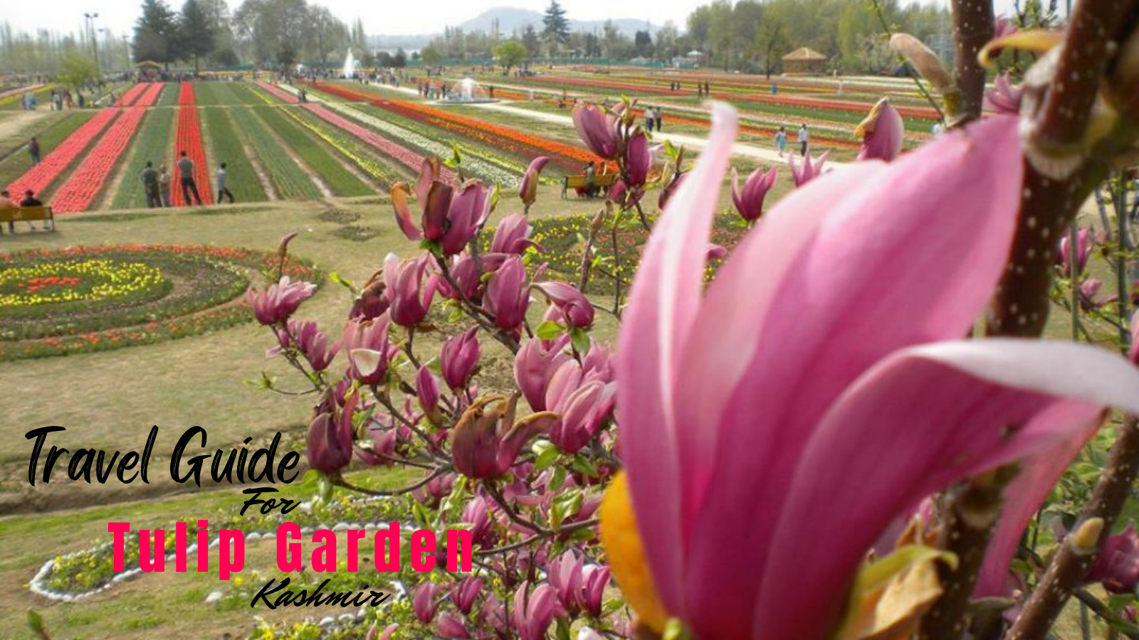 Tulip Garden Tour, Srinagar | Kashmir Tulip Festival 2023