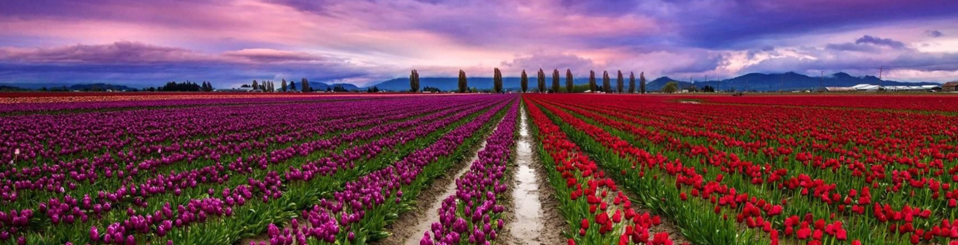 Tulip Festival Package (Tulip Garden Kashmir)