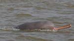 Jharkhand Tourism Going to Start Dolphin Safari for ecotourism