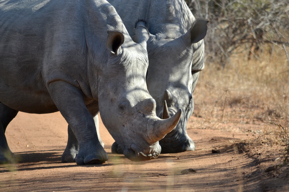 After 40 Years of extinction  White rhinos are back in Mozambique Get to see Photos