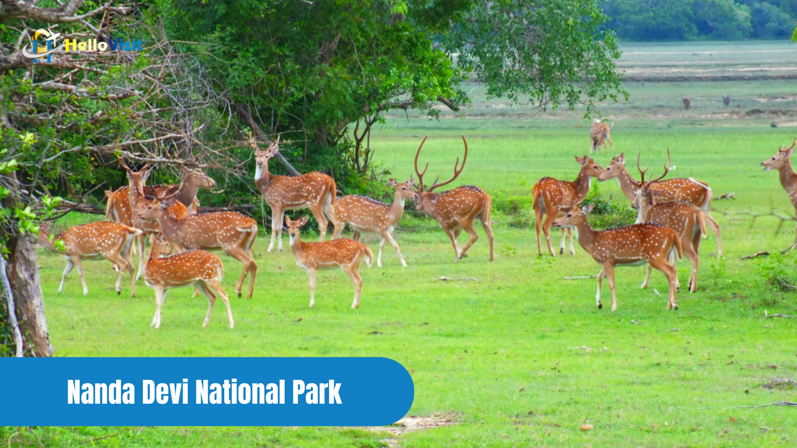 Nanda Devi National Park