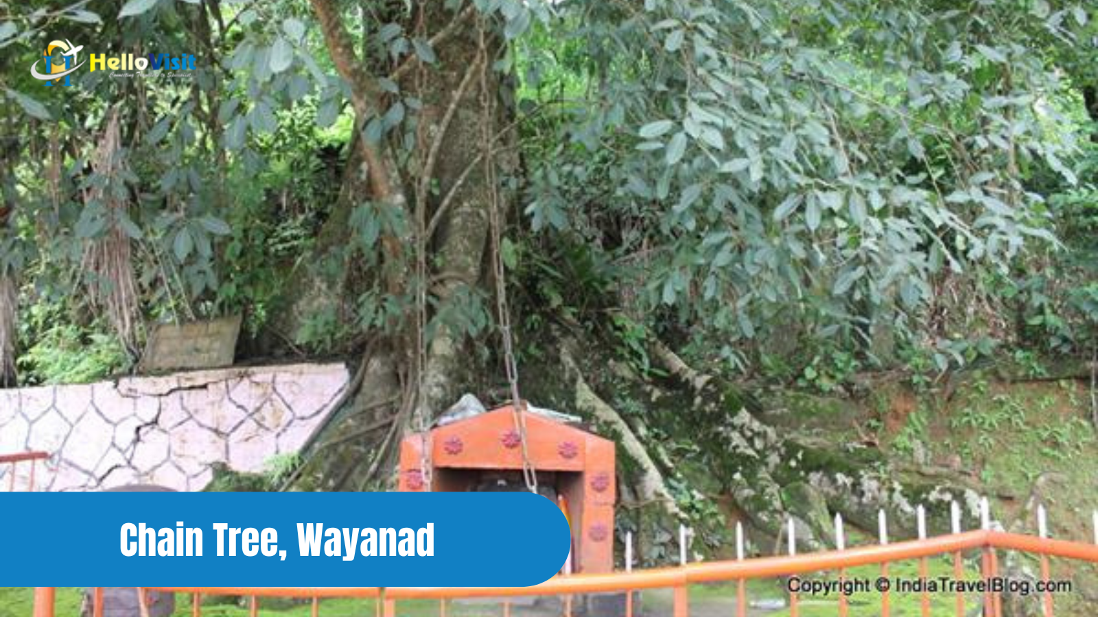 Chain Tree, Wayanad 