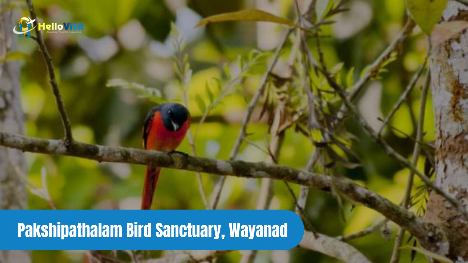 Pakshipathalam Bird Sanctuary, Wayanad 