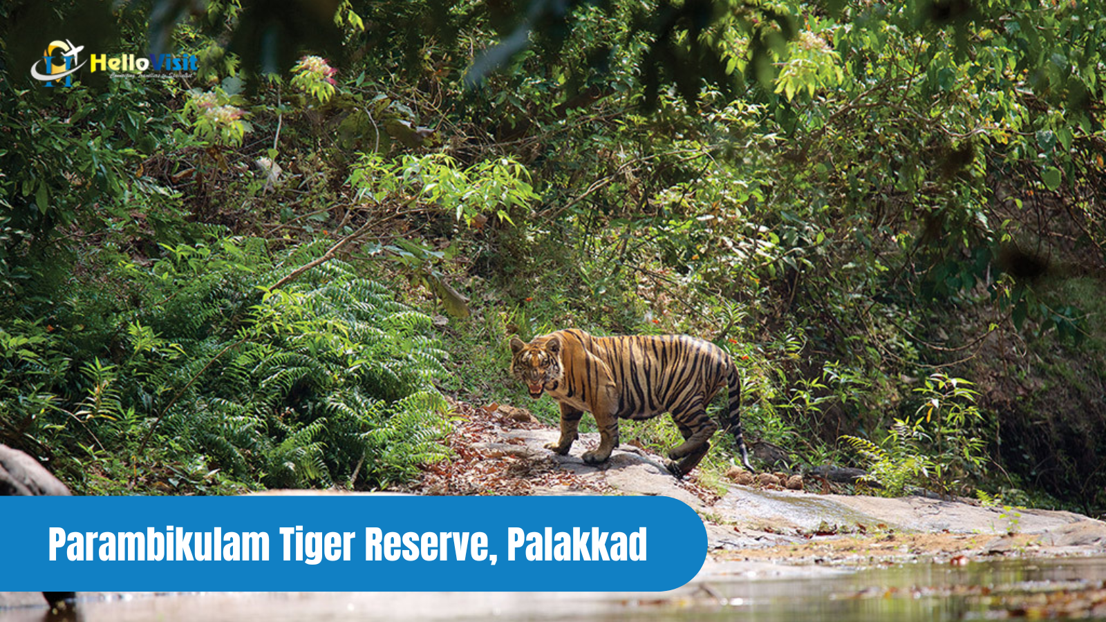Parambikulam Tiger Reserve, Palakkad 