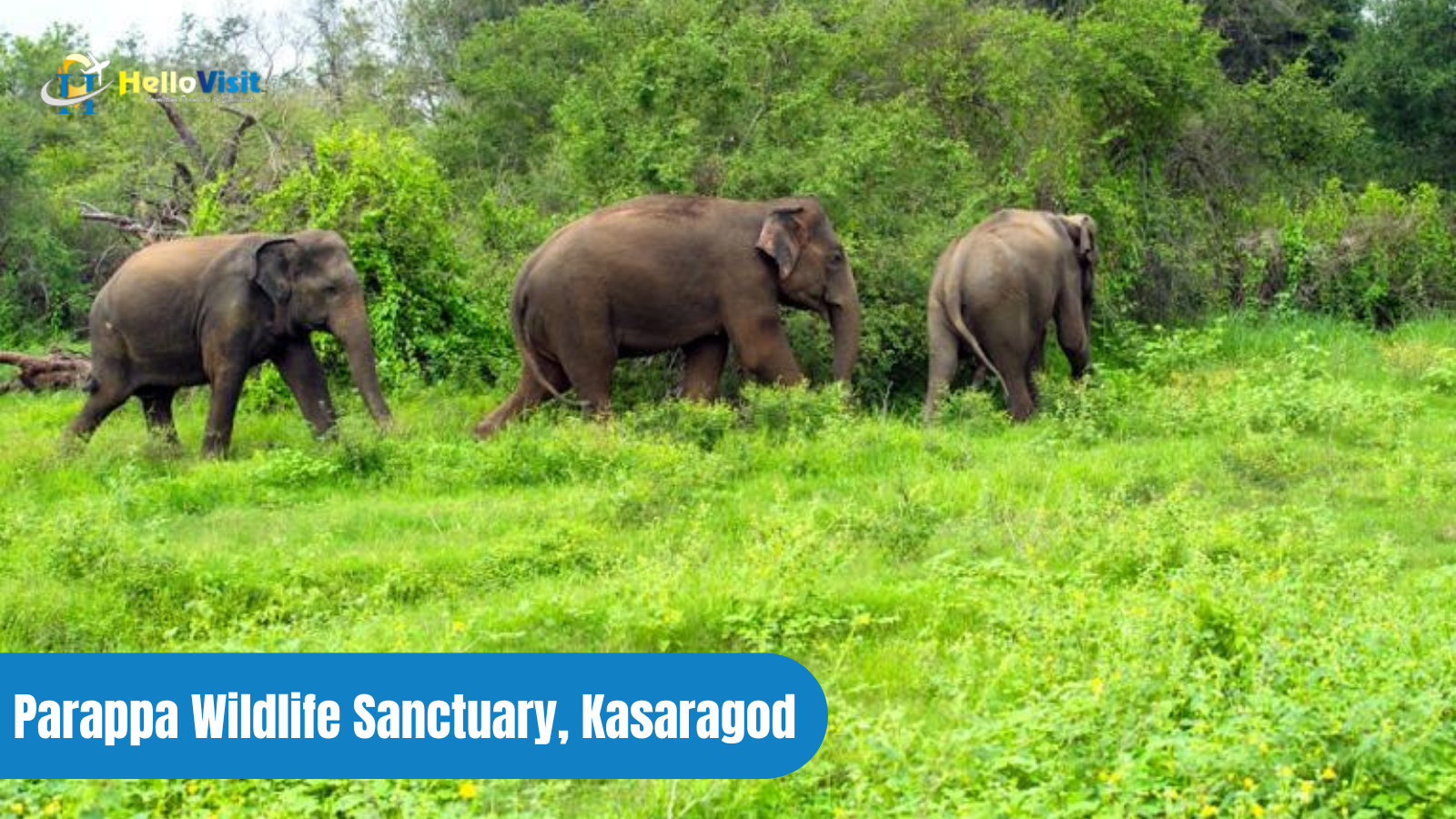 Parappa Wildlife Sanctuary, Kasaragod