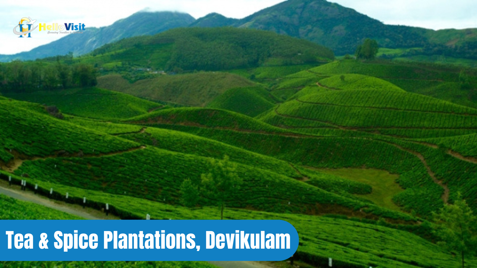 Tea & Spice Plantations, Devikulam