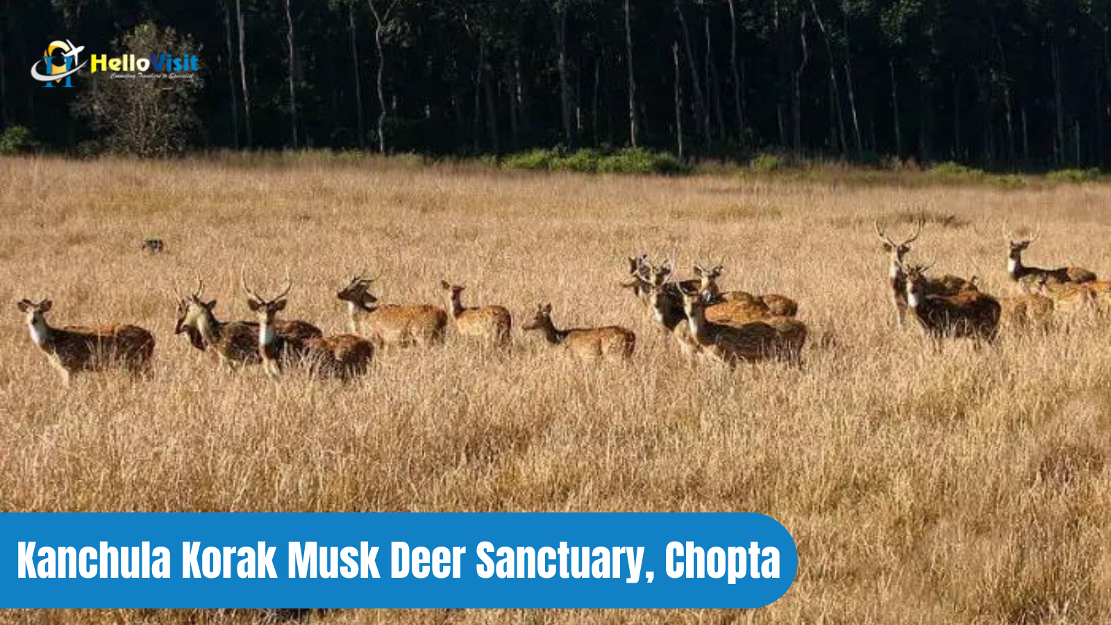 Kanchula Korak Musk Deer Sanctuary, Chopta