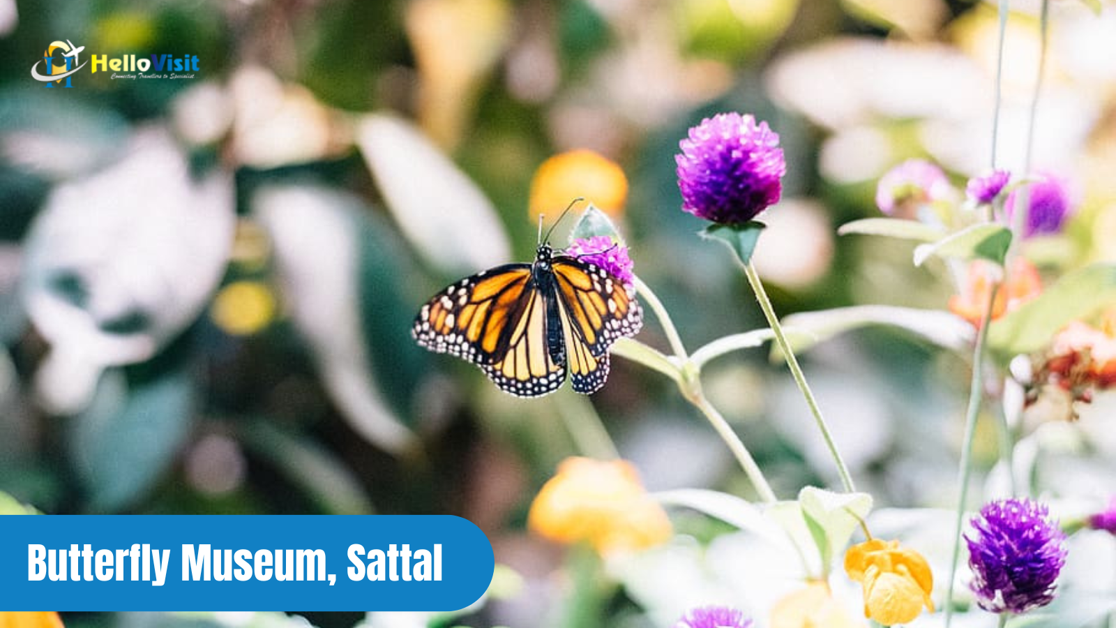 Butterfly Museum, Sattal