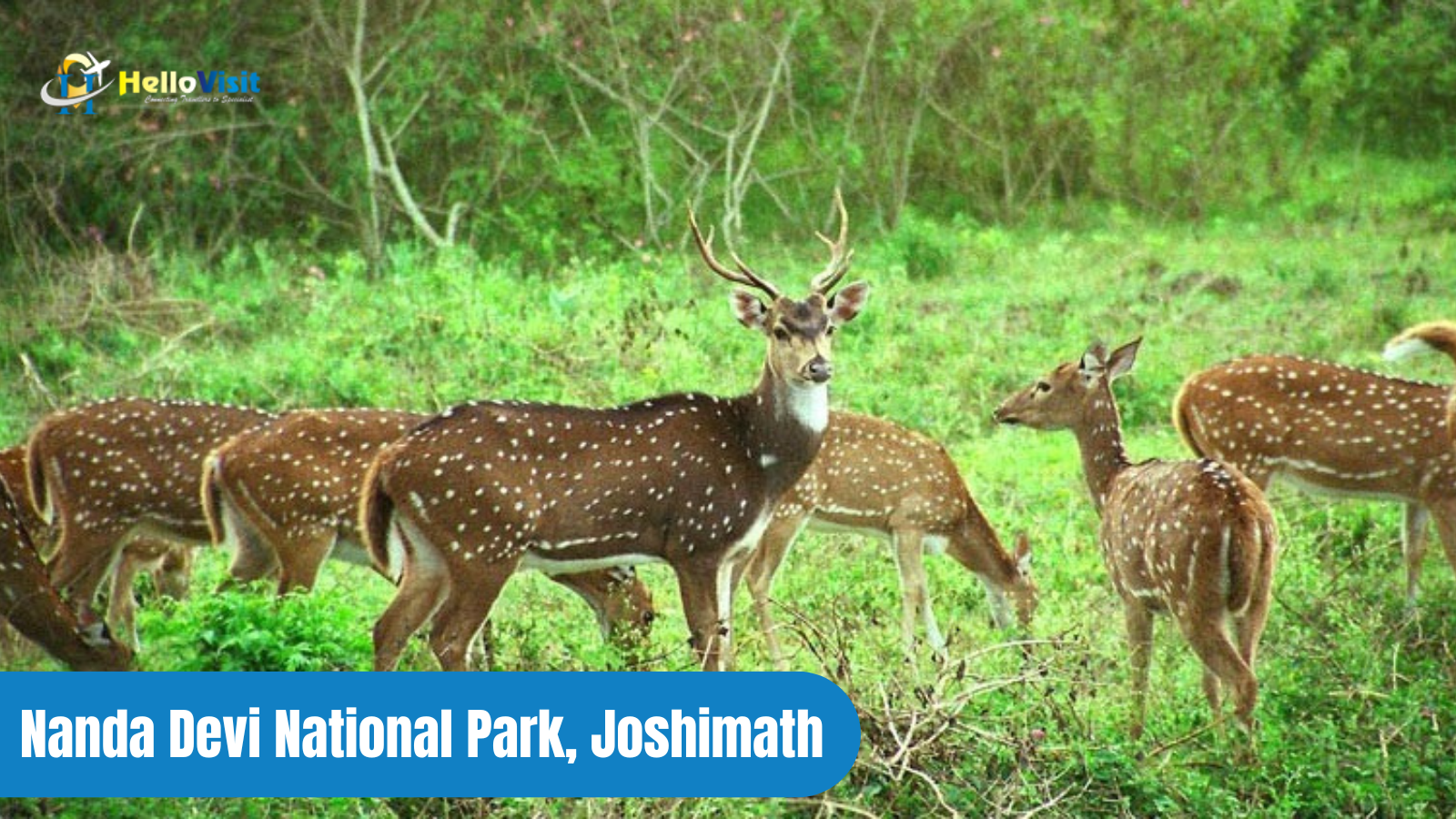 Nanda Devi National Park, Joshimath