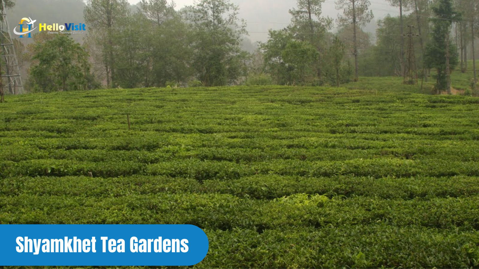 Shyamkhet Tea Gardens, Bhowali