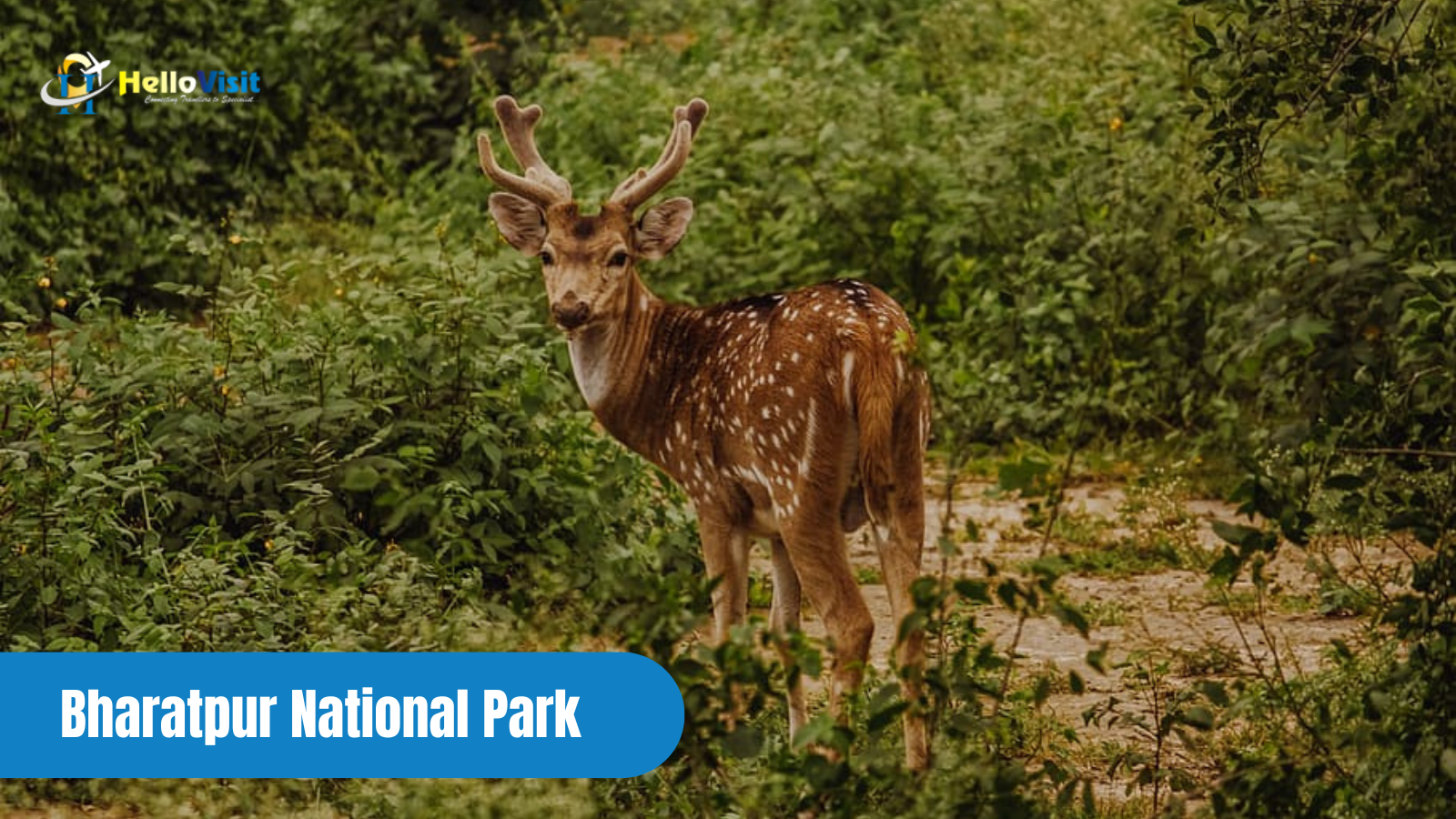 Bharatpur National Park