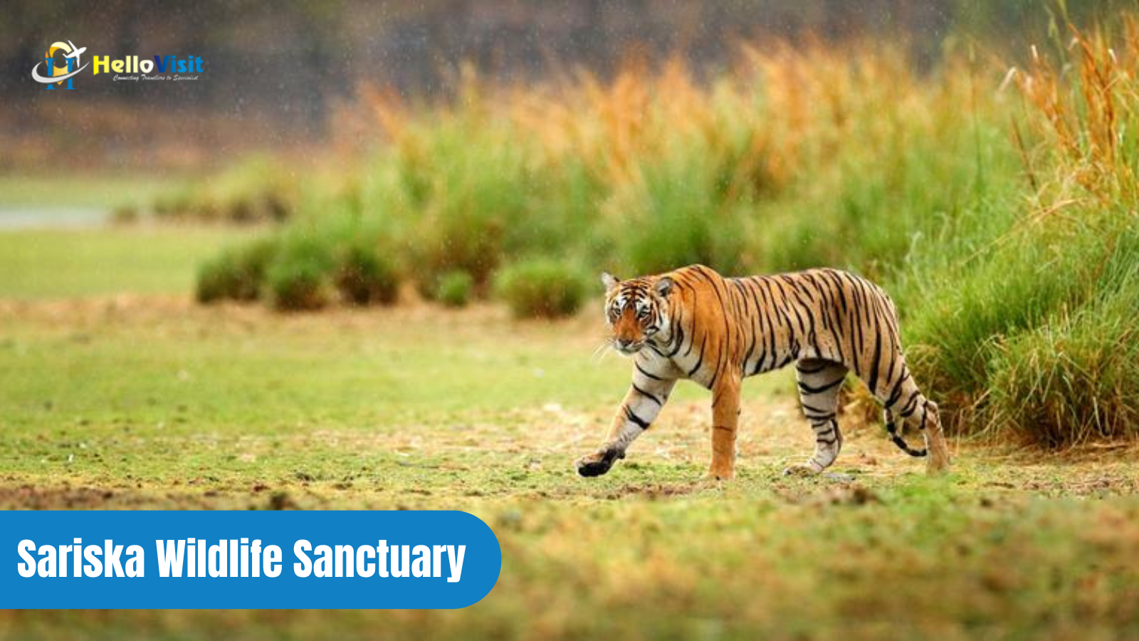 Sariska Wildlife Sanctuary