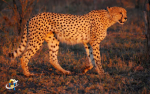 India to arrive 12 cheetahs from South Africa in a week