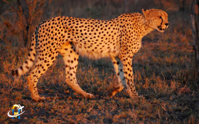 India to arrive 12 cheetahs from South Africa in a week